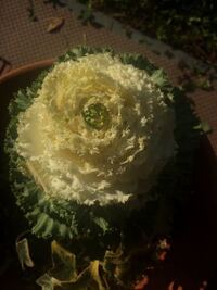 葉牡丹の種類について この写真の葉牡丹の種類が知りたいです Yahoo 知恵袋