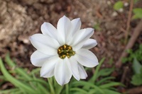 ニラの花が咲いていますが ニラは種でしょうか お庭にちょこっと Yahoo 知恵袋