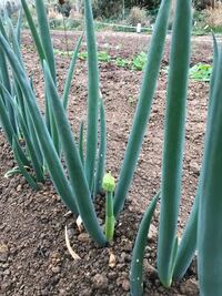 教えてください長ネギの花ネギボウズが出来てきました今年は一度種 Yahoo 知恵袋