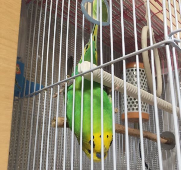 我が家のセキセイインコが 写真のような逆さまのポーズを1分以上してたんで Yahoo 知恵袋