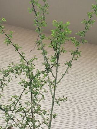 この植物 何でしょう トゲがあるからバラかと思ったら花は咲かないし Yahoo 知恵袋