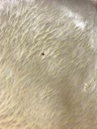 この小さい赤い蜘蛛は何の種類か分かりますか 最近 天井か Yahoo 知恵袋