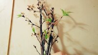 お花屋さんで 桜の木を買いましたお水につけて飾っていたら花は散りましたが Yahoo 知恵袋