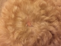 犬カリフラワー状のできものを後頭部に発見しました カリフラワー状の直径1 Yahoo 知恵袋
