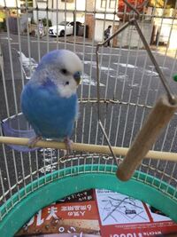 セキセイ インコ 鳴き声