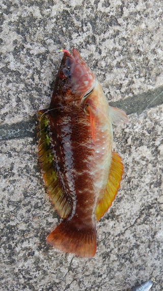 福岡県北九州若松でベラの種類と思われる魚がケブで釣れました こ Yahoo 知恵袋