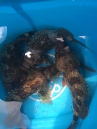 カサゴはなぜ高級魚 値段が比較的に高い なんですか 毎回釣りにいくと ２５ Yahoo 知恵袋