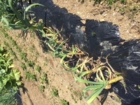 今日にんにくを収穫しました ８片植えた中の１本が巨大になり ひと玉の直径 Yahoo 知恵袋