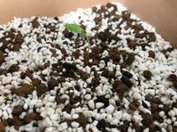 ナス キュウリ トマト ピーマンを１本づつ植えました 水やりの頻度は どの Yahoo 知恵袋