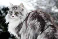 ノルウェージャンフォレストは他の猫ちゃんに比べ声小さいですか Yahoo 知恵袋