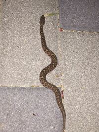 家の近くにいた蛇の種類を知りたい 10cmほどでしたが アオダイシ Yahoo 知恵袋