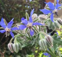 庭先に植えっぱなしにしていた菊 草花 の頂上部が全てしおれてきました Yahoo 知恵袋