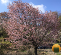 こんにちは お花見弁当の名前を考えてます すべて 桜 の字をいれたいと思って Yahoo 知恵袋