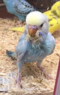 セキセイインコのパステルレインボー イエローフェイス と黄色ハルク Yahoo 知恵袋