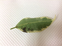 ベンジャミンの病気 について 観葉植物ベンジャミンの葉に Yahoo 知恵袋