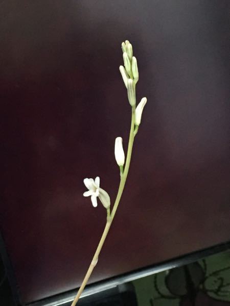ハオルチアの花が咲いたのですか どのぐらいしたらこの伸びた芽は切っていい Yahoo 知恵袋