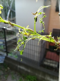 毎年 ビバーナムの木の葉っぱが出る頃になると画像の虫が大量に発生をし 葉 Yahoo 知恵袋