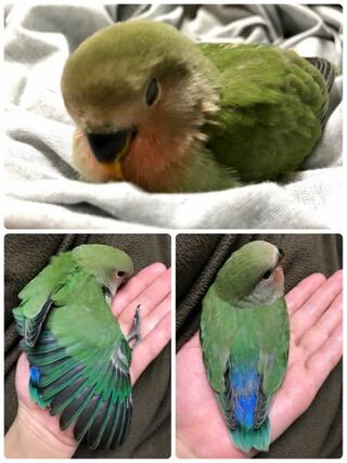 コザクラインコ色の種類を教えてください ㅅ 今日お Yahoo 知恵袋