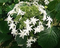 白い紫陽花の名前を教えてください 梅雨時は白い花が咲き 薄緑 Yahoo 知恵袋