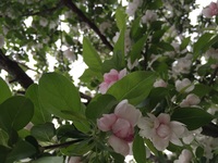 代表的な合弁花類と離弁花類を教えてください 1つの花の花弁が全部 Yahoo 知恵袋