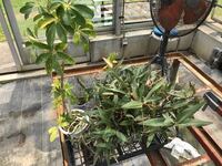 ギンギアナムを育てて欲しいと頼まれたのですが画像のように見た目 Yahoo 知恵袋