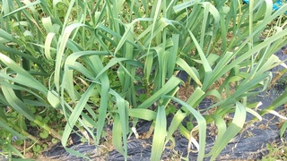 にんにくの芽でてきました 葉は少し黄色いです 収穫はいつしたらいいですか Yahoo 知恵袋