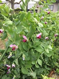 えんどう豆の花は白色ですか ムラサキ色の花は エンドウでは Yahoo 知恵袋