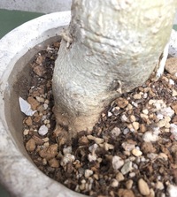 はじめまして アデニウムという植物についての質問です 去年の夏頃に購入し Yahoo 知恵袋