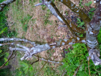 樹木に空いた穴を樹脂で埋めたい 庭にあるサクランボの木の主幹が腐ってし Yahoo 知恵袋