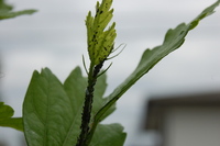 庭に植えているむくげの木に虫のようなものが大量についています 害虫だ Yahoo 知恵袋