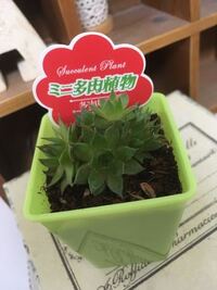 ダイソーで多肉植物を買ったんですけど名前がわかりません 名前わかる方 Yahoo 知恵袋