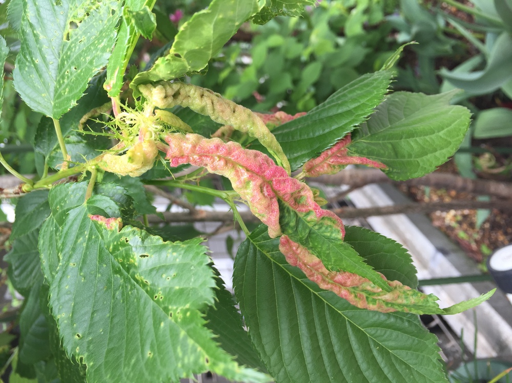 桜の木の新芽に異常がみられます この写真はオオシマザクラなの Yahoo 知恵袋