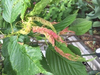 桜の葉枯れについて 今年6月頃に葉が黄色く変色して枯れ始 Yahoo 知恵袋