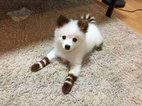 黒い犬には 何故か目の上に茶色の斑点がありますよね あれはどうしてなの Yahoo 知恵袋