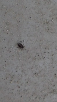 この虫はダニですか 肉眼で0 3mm位の黒い虫です 布団に沢山わいて Yahoo 知恵袋