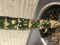 ディフェンバキアの葉は全滅しました 汗 が 茎の根元から新芽が三つほど出 Yahoo 知恵袋