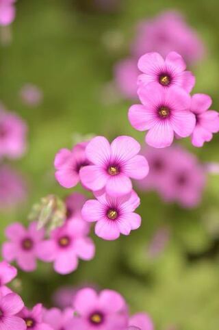 この可愛い花の名前を教えてください 外来植物のカタバミ科のイモカタバ Yahoo 知恵袋