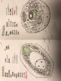 この写真の 植物細胞 動物細胞の構造 もっとわかりやすい 色が Yahoo 知恵袋