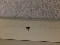 マンションに発生する小さい蛾について 今 マンションの一階に住んでい Yahoo 知恵袋
