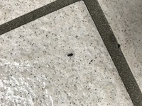 至急お願いします この虫は何ですか 先日 雨が降った日にベランダ 軒下 に大量 教えて 住まいの先生 Yahoo 不動産