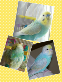 セキセイインコが飼い主になつくまでどれくらいの年月がかかるので Yahoo 知恵袋