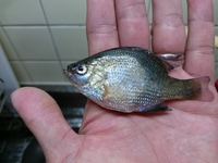 埼玉県川越市にある伊佐沼で釣れたのですが タナゴでしょうか 伊佐沼で釣れ Yahoo 知恵袋