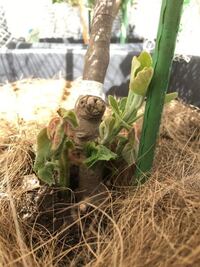 実生のキウイフルーツの木に昨年 接ぎ木して今年 新芽が出てきましたが花芽が Yahoo 知恵袋