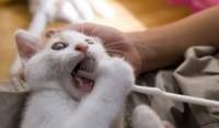 猫にもこむら返りってあると思いますか？ 