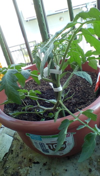 トマトの誘引方法について 三本の支柱にぐるぐると トマトの苗を Yahoo 知恵袋