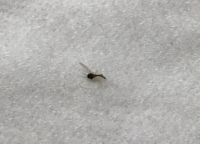 引っ越した家にハエがたくさんいます 毎日1０匹以上見つけてつぶしています 大きさ 教えて 住まいの先生 Yahoo 不動産