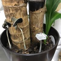 観葉植物の土にキノコが生えてました 引っこ抜いた方がいいですか もう土ごと Yahoo 知恵袋