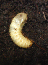 庭で幼虫を見つけたのですが カブトムシ クワガタ カナブ Yahoo 知恵袋