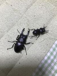 クワガタのオスの大きさは子供に遺伝しますか やっぱり大きな親から大きい個体が Yahoo 知恵袋