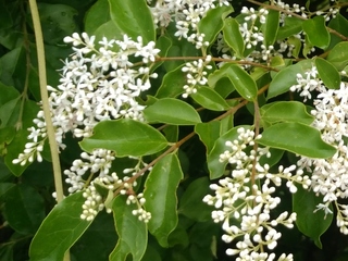 写真の白い4枚の花弁を持った花の樹木の名前を教えてください Yahoo 知恵袋